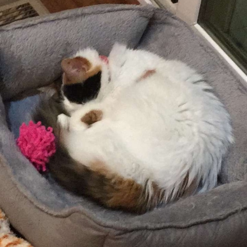 Meet your Posher, Darla